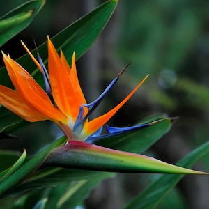 Strelitzia Reginae Samen 10 Stück I ''Paradiesvogelblume'' I Seltene Samen I Lange Keimdauer bis zu 6 Monaten I Schwer zu züchten I Blau/Orange