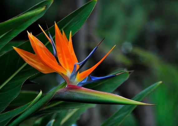 Strelitzia Reginae seeds 25 pcs I ''Bird of Paradise Flower'' I Rare seeds I Long germination time up to 6 months I Hard to grow