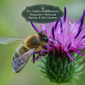 Centaurea jacea (hierba nudosa) 500 semillas | Planta perenne nativa de la UE | Apícola | Borde natural
