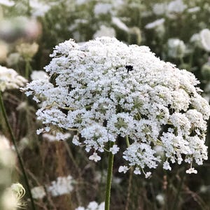 Wild Carrot seeds 500 pcs I Combat Oak Processionary Caterpillar I Native I Environmentally friendly grown I Daucus carota subsp. carota
