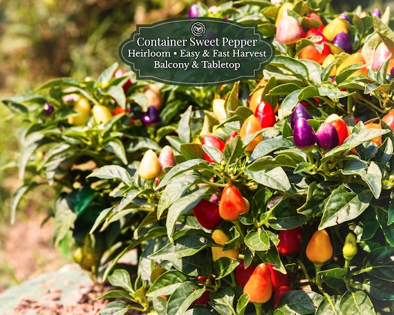 Sweet Pickle Pepper Seeds (Capsicum annuum) | 50 seeds I Sweet Pickling Pepper | Compact Container Plant | Balcony & Pots | Colorful Fruits