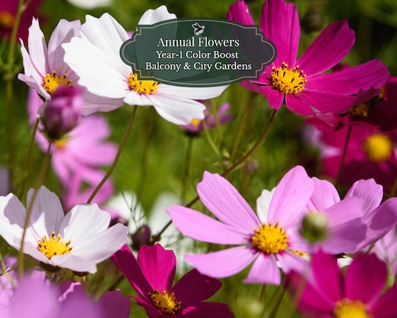 Cosmos seeds (Cosmos bipinnatus) 200 seeds | Color mix | Year-1 Color Booster | Balcony & city garden | Fast flowering | 1–2 m2
