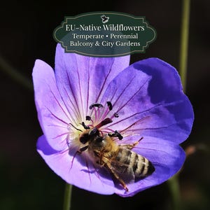 Geranium pratense (Beemdooievaarsbek) 50 zaden | EU-inheems vaste plant | Blauwpaars | Bijvriendelijk | Gematigd klimaat