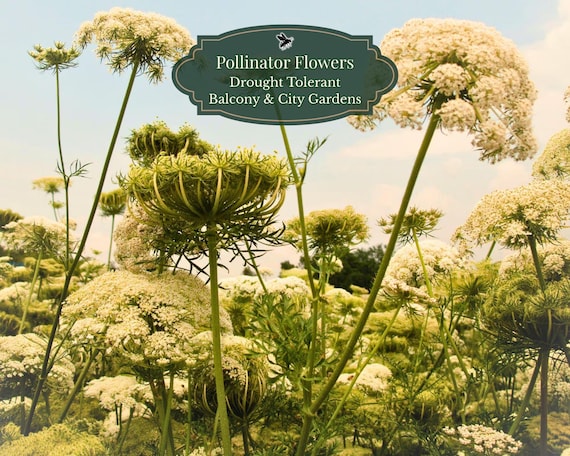 Wild carrot seeds (Daucus carota) 1000 seeds | Lace flower heads | Drought-resistant | Deep balcony pot | Bee-friendly | Standard/XL