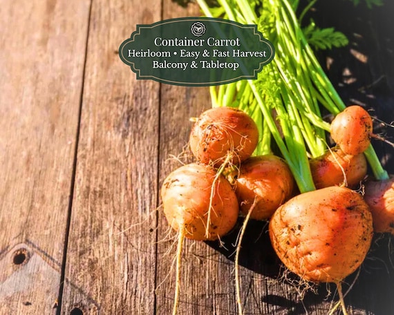 Paris Market Carrot Seeds (Daucus carota) | Round “Pot Carrot” | 3000 Seeds | Quick Harvest | Tabletop • Balcony • Containers