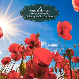 Klaproos zaden (Papaver rhoeas) 1000 zaden | Year-1 Color Booster | Snelle weidekleur | Balkon bak & stadstuin | 2–4 m2