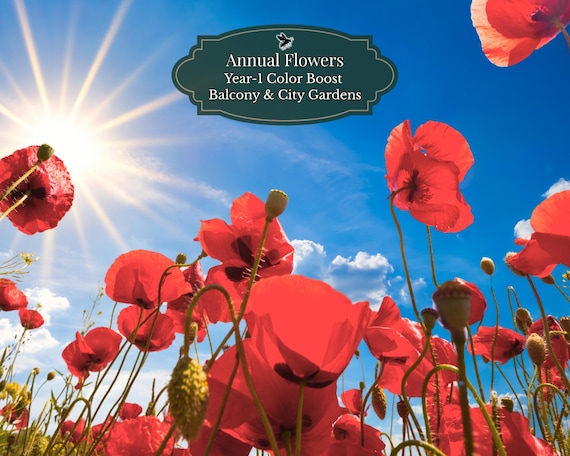 Poppy seeds (Papaver rhoeas) 1000 seeds | Year-1 Color Booster | Fast meadow color | Balcony box & city garden | 2–4 m2