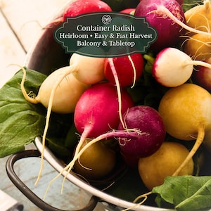 Semi di ravanello arcobaleno (Raphanus sativus) 500 semi | Arcobaleno | Raccolto veloce 25–35 giorni | Balcone • vaso • contenitore | Adatto ai principianti
