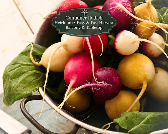 Rainbow Radish Seeds (Raphanus sativus) 500 Seeds | Rainbow | Fast Harvest 25–35 Days | Balcony • Pots • Planters | Beginner Friendly