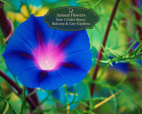 Ipomoea (Climbing Morning Glory) Seeds 50 Seeds | Color Mix | Fast Climber | Balcony Rack/Fence | Year-1 Color Booster | 1-2m2