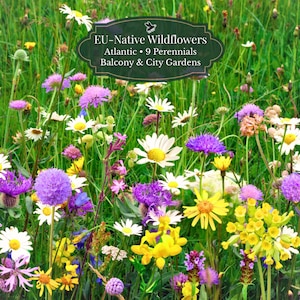 Inheemse Bijenbloemen – EU Vaste Plantenmix (9 soorten) | Wild-type Zaad | ±4500 zaden | Langbloeiend | Balkon & Border I Koel Klimaat