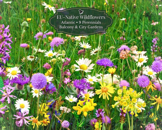 Urban Pollinator Patch – European Native | Perennial Flower Mix (9 Varieties) | Bee-Friendly | ±4500 Seeds | For Cool & Wet European Climate
