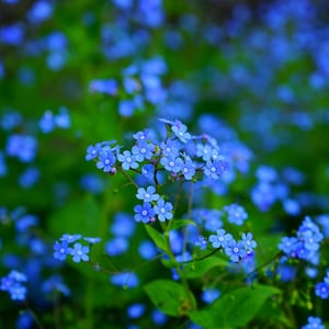 Vergissmeinnicht Samen (blau) 250 Stück I Hohe Qualität I Persönliches Geschenk für einen Lehrer oder zum Muttertag I Einzigartige Blumensamen I Einfach zu züchten