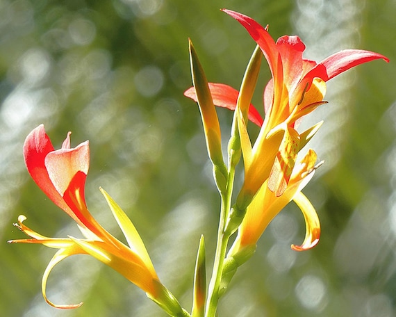 Canna Brasiliensis seeds 25 pcs I Environmentally friendly grown I High quality I Rare seeds I Exotic flower seeds I Easy to grow I Lely