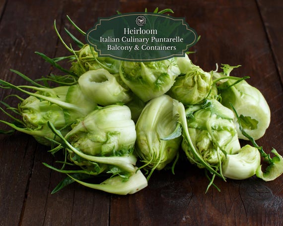 Chicory Catalog 500 seeds (Cichorium intybus) | "Puntarelle" leaf | Balcony & vegetable garden | Cut vegetable | Cool-season topper