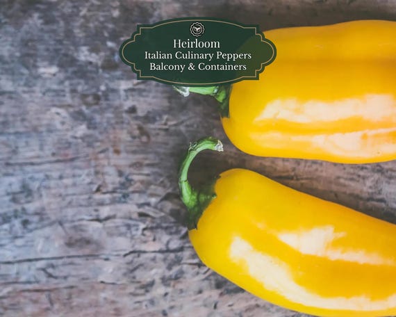 Corno di Toro Giallo Seeds 50 pcs | Bull's Horn Pepper | Sweet Yellow Pointed Pepper | Balcony and Pots 15L | Includes QR Grow Guide