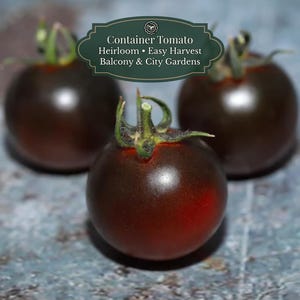 Black Cherry tomatenzaden (Solanum lycopersicum) 50 zaden | Heirloom / open-pollinated | Balkon & pot | Donkerpaarse cherry | Zoete smaak
