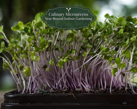 Curly Parsley Seeds 1000 pcs (Petroselinum crispum) | Microgreens + Culinary Herb | Germination (±14–28 d) | Pot/Balcony | QR Grow Guide