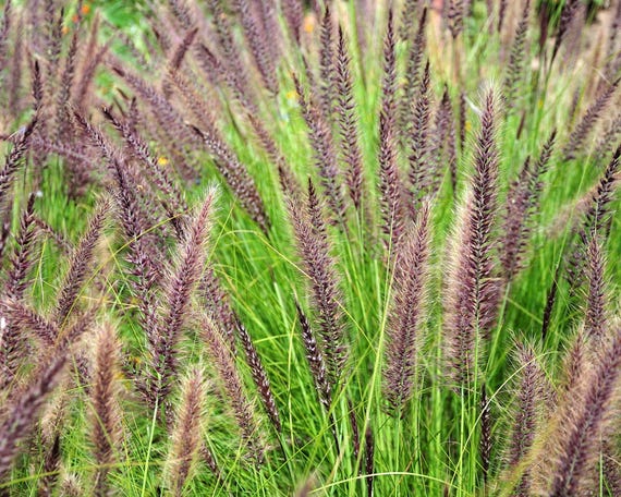 Cenchrus Alopecuroides Black/Purple seeds 1000 pcs I Chinese fountain grass  I Hardy -15 C I Drought-resistant grass I Hard to Grow