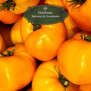 Brandywine Yellow Tomaten zaden 25 st I Erfgoedras I Heirloom Tomaat I Frisse & Rijke Smaak I Balkon en Potten 15L | Inclusief QR Grow Guide