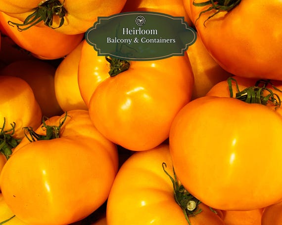 Brandywine Yellow Tomato Seeds (25 pcs) | Heritage Variety | Heirloom Tomato | Fresh & Rich Flavor | Pots (15L) | Includes QR Grow Guide