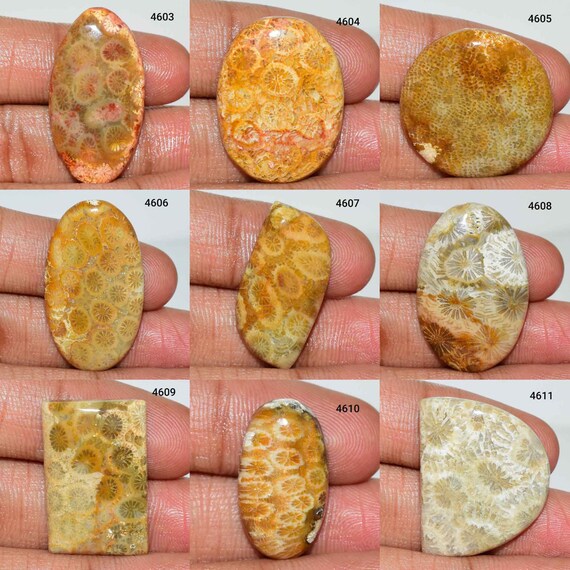 素晴らしい天然化石サンゴ宝石、化石サンゴカボション、化石サンゴ 