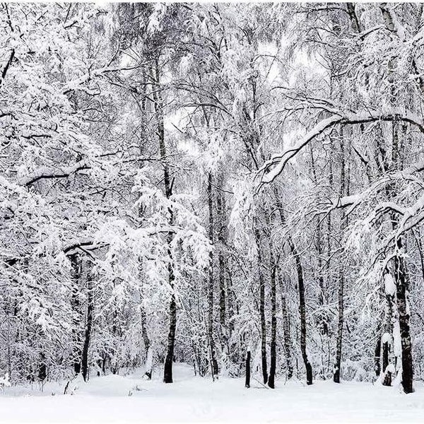 Winter Forest Backdrop White Birch Snow Landscape Backdrop Photography For Party Decoration Natural Scenery Christmas Party Decor
