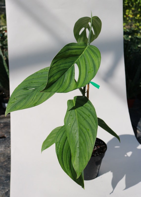A Monstera Lechleriana Etsy