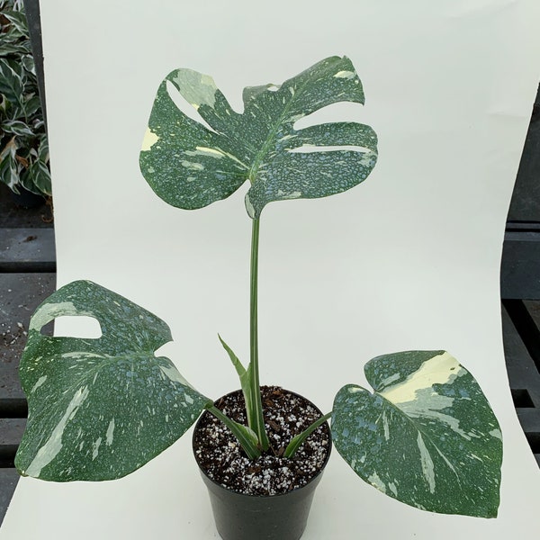 AE. [ 20in ] RARE Monstera Variegated Thai Constellation