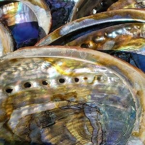 Medium Abalone Shells, Colorful Abalone Shells