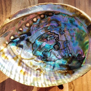 Large Abalone Shell, Colorful Abalone Shell, Natures painting in a Shell
