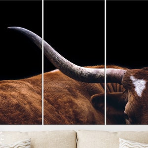 May include: A close-up of a brown and white longhorn steer with large horns. The steer is lying down with its head turned to the side. The background is black.