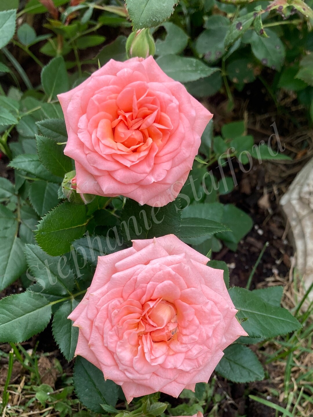 Image Download of Common Name Damask Rose, Scientific Name Rosa X
