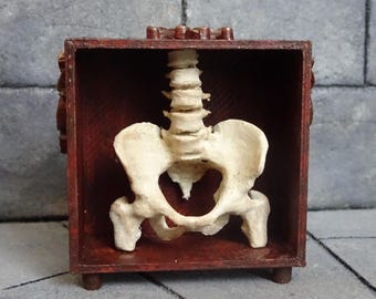 Miniature Anatomical Cabinet – Dollhouse Oddities, 1:12 Scale