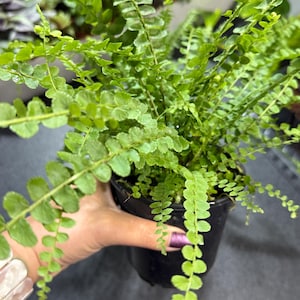 May include: A green fern plant in a black plastic pot. The fern has long, delicate fronds with a light green color.