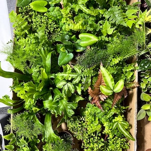 May include: A cardboard box overflowing with a variety of vibrant green plants and ferns. The assortment includes different leaf shapes and textures, creating a lush, natural display. Some leaves have a reddish-brown hue.