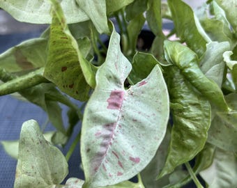 May include: A close-up of a houseplant with green and white leaves with pink speckles. The leaves are heart-shaped and have a glossy finish.