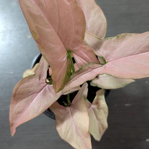 May include: A top-down view of a Syngonium podophyllum plant, also known as a pink arrowhead plant. The leaves are a soft pink with green edges, and the plant is in a black pot. The leaves have a distinctive arrowhead shape.
