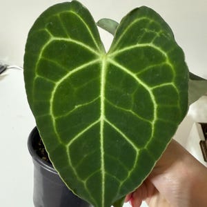 Anthurium Clarinervium Hybrid 4” Pot Aroid Plant
