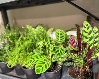 Pack of 3 or 6 Exotic and Tropical Terrarium House Plants - 4" Pot- Reptile and Pet Safe - Assorted Varieties Grower’s Choice