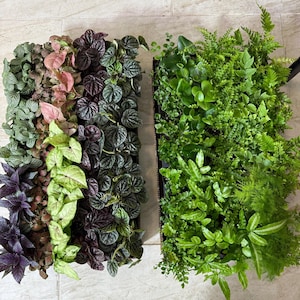 Mini Terrarium Plants - 2&quot; Pots- Pixie Fairy Garden Assorted Varieties