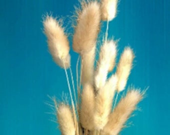 Dried Bunny Tails for Bouquet or Vase