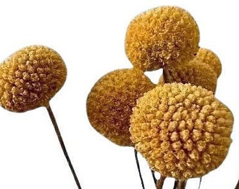 Craspedia, Dried Flowers for Bouquet, Crafts, Vase