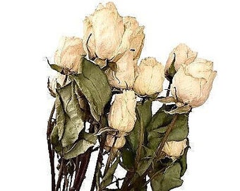 White Roses, Small Dried Flower Stems