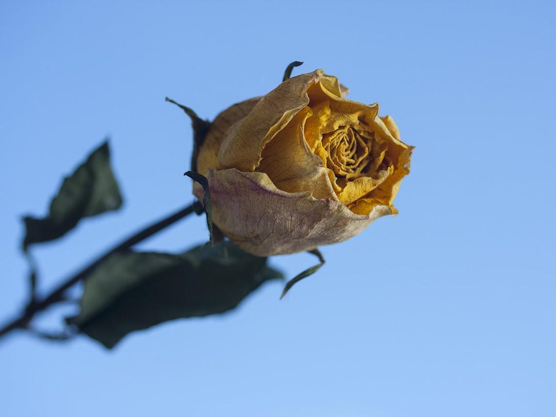 Yellow Dry Roses Yellow Dried Rose Stems - Etsy