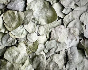 Dried Eucalyptus Leaf Confetti, Dried Flowers for Weddings, Parties, and Craft Supplies