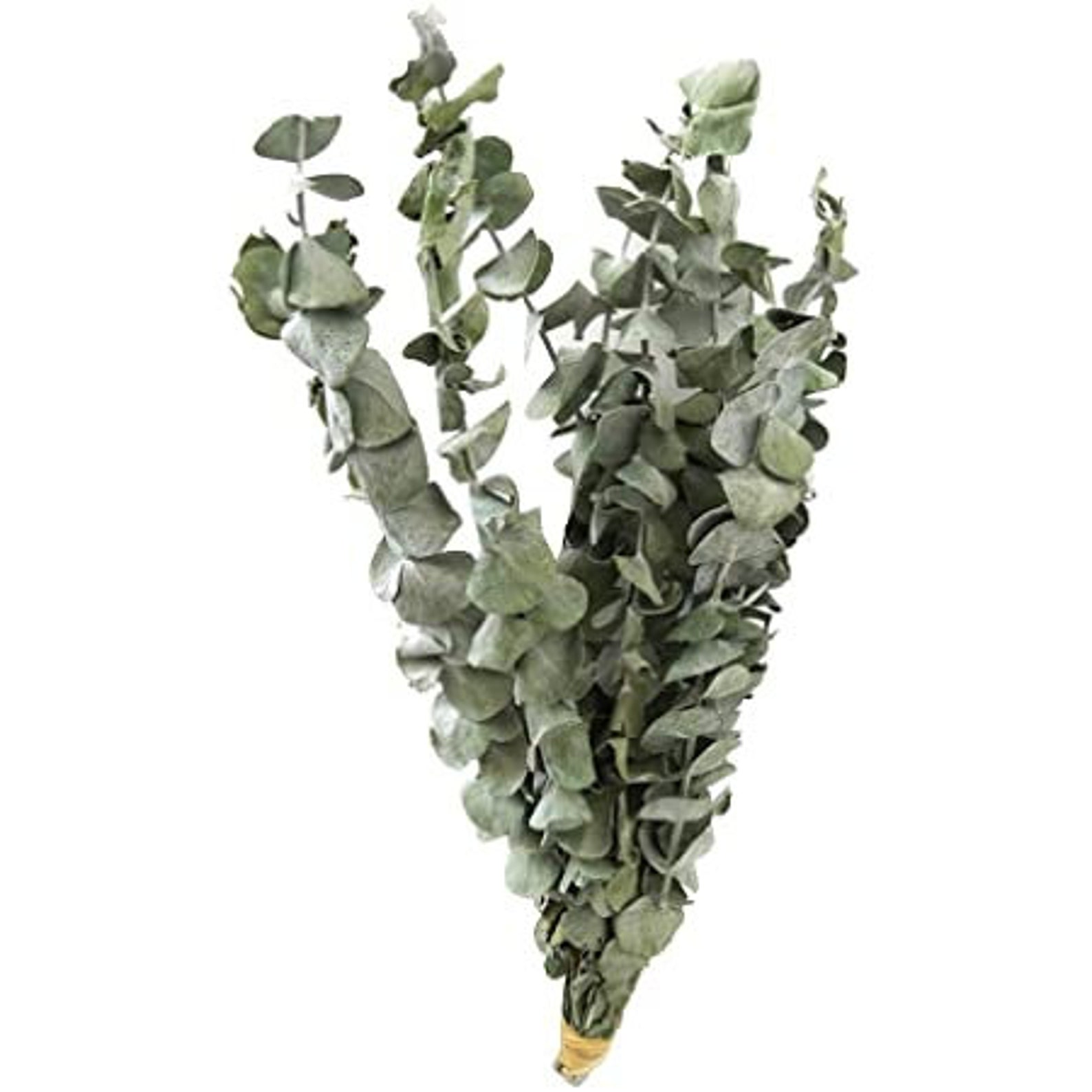 Eucalyptus Stems Herb Bundle Dried Eucalyptus Dried Etsy