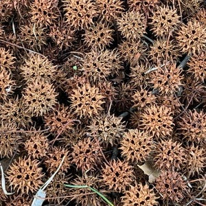 Dried Sweet Gum Balls