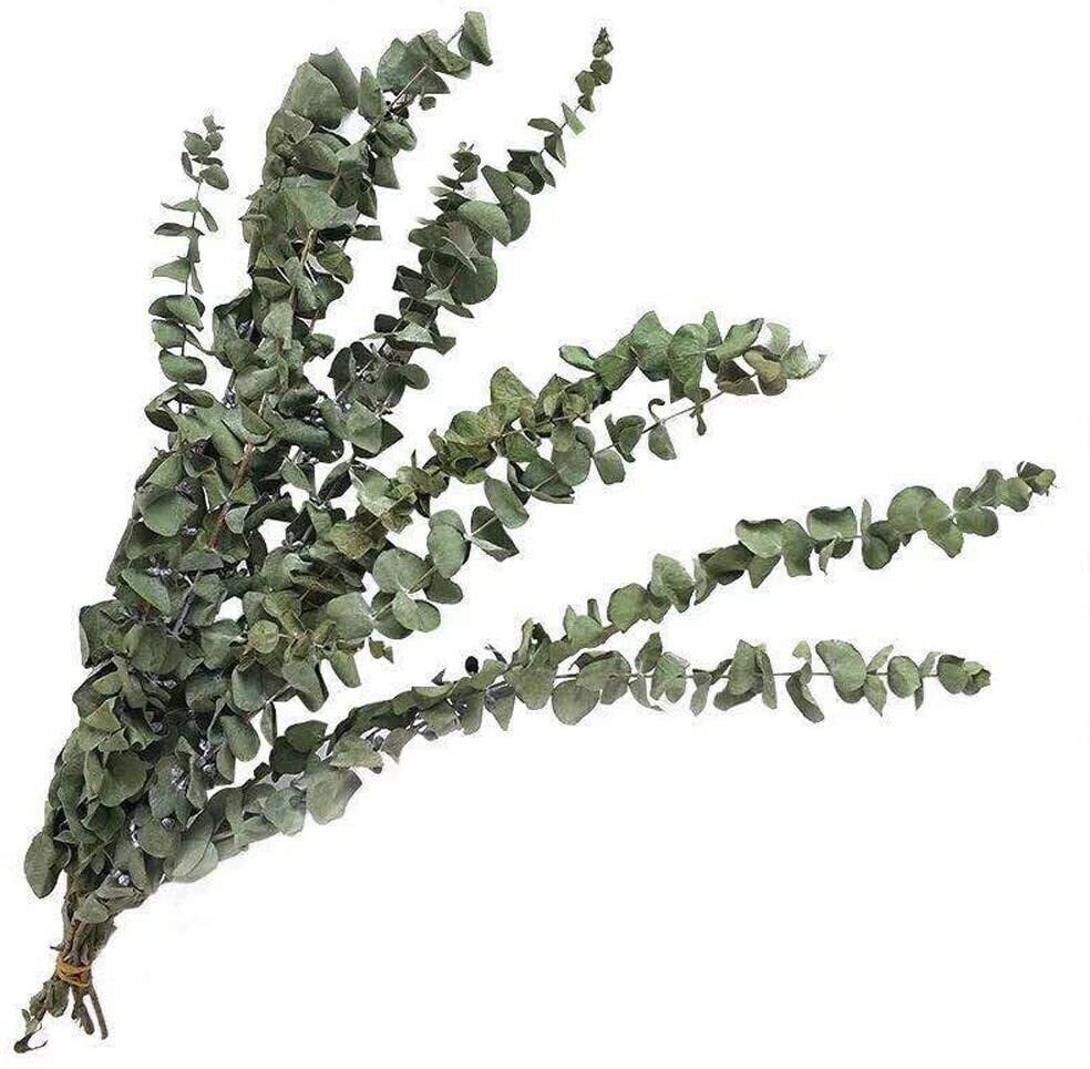 Dried Eucalyptus Flower Stems Dried Flowers Eucalyptus Etsy