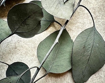 Dry Green Eucalyptus Leaves for Dried Flower Crafts and Wedding and Party Decor